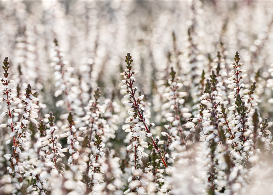 Calluna vulgaris Gardengirls® weiß