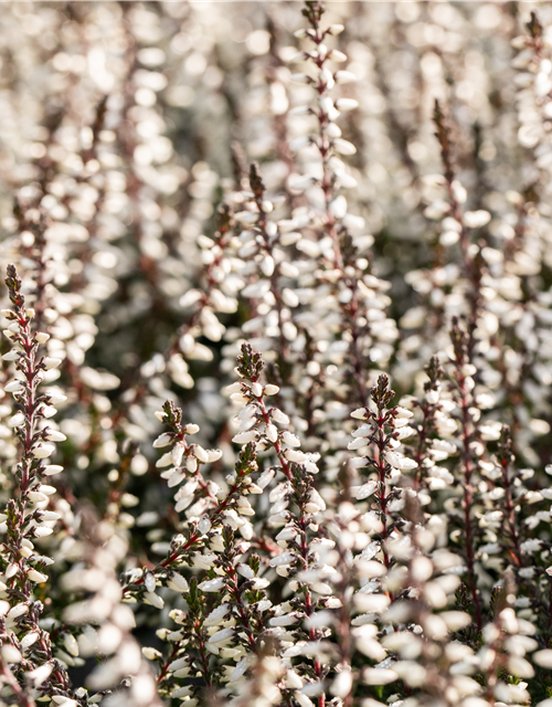 Calluna vulgaris Gardengirls® weiß