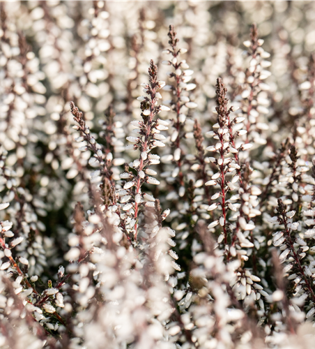 Calluna vulgaris Gardengirls® weiß