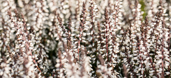 Calluna vulgaris Gardengirls® weiß