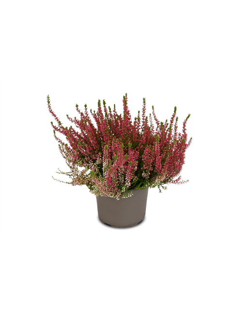 Calluna vulgaris Gardengirls® rot