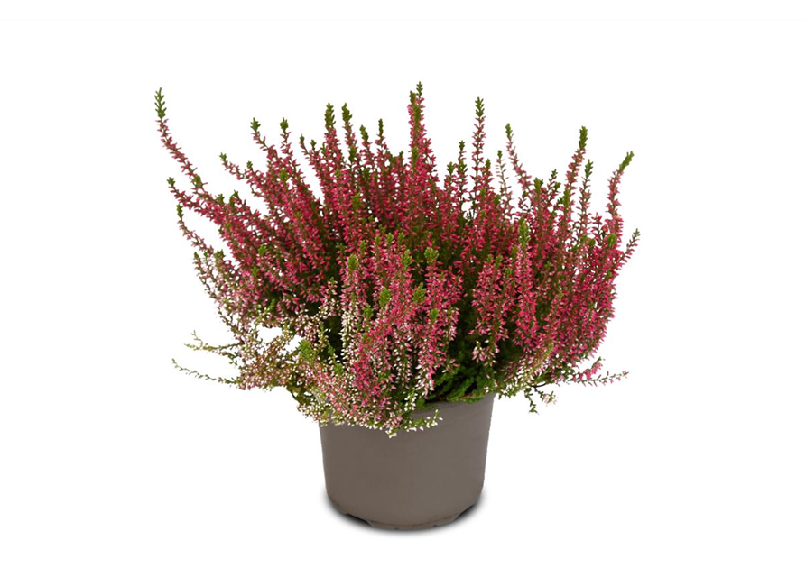 Calluna vulgaris Gardengirls® rot