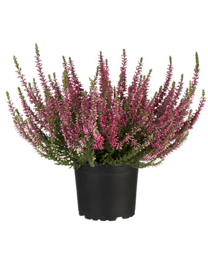 Calluna vulgaris Gardengirls® rot