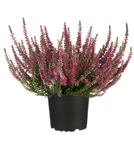 Calluna vulgaris Gardengirls® rot