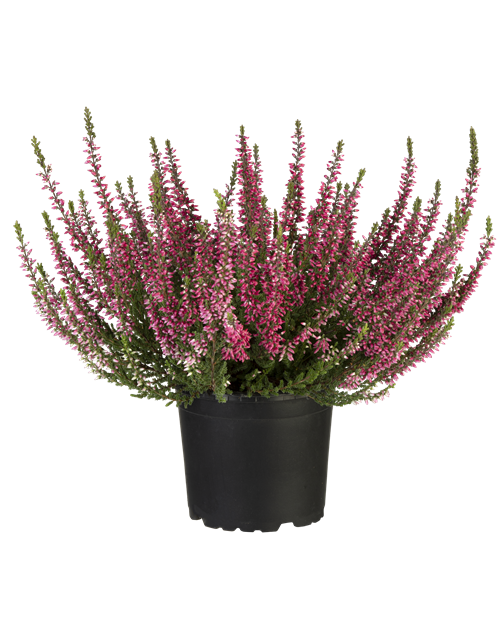 Calluna vulgaris Gardengirls® rot