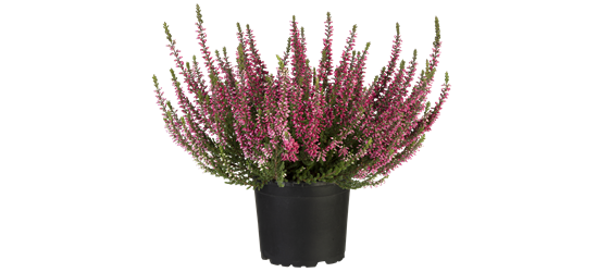 Calluna vulgaris Gardengirls® rot