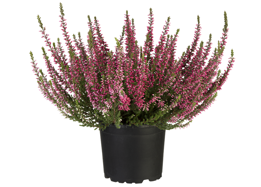 Calluna vulgaris Gardengirls® rot