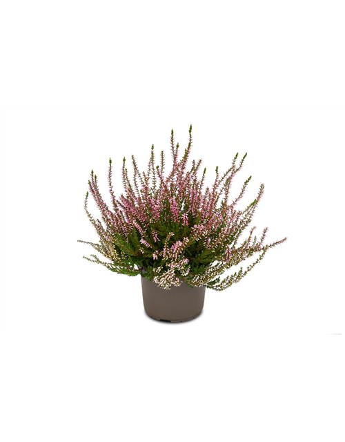 Calluna vulgaris Gardengirls® rosa