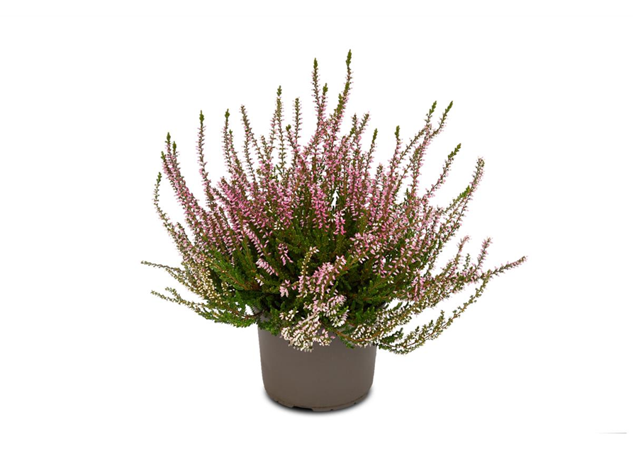 Calluna vulgaris Gardengirls® rosa