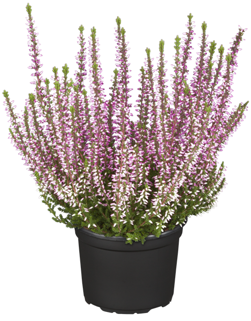 Calluna vulgaris Gardengirls® rosa