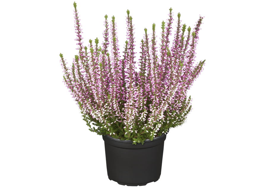 Calluna vulgaris Gardengirls® rosa