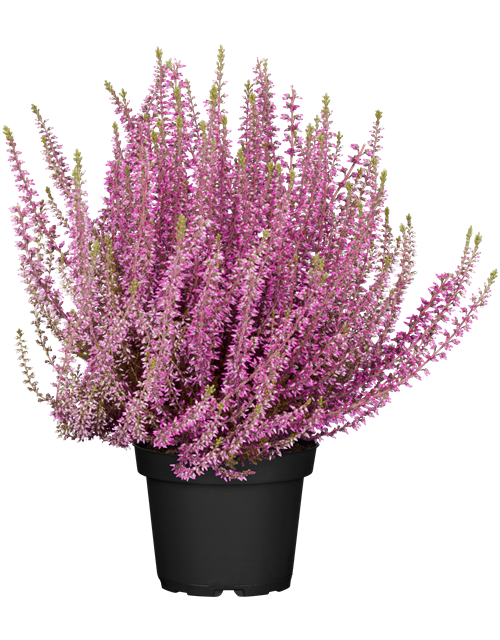 Calluna vulgaris Gardengirls® rosa