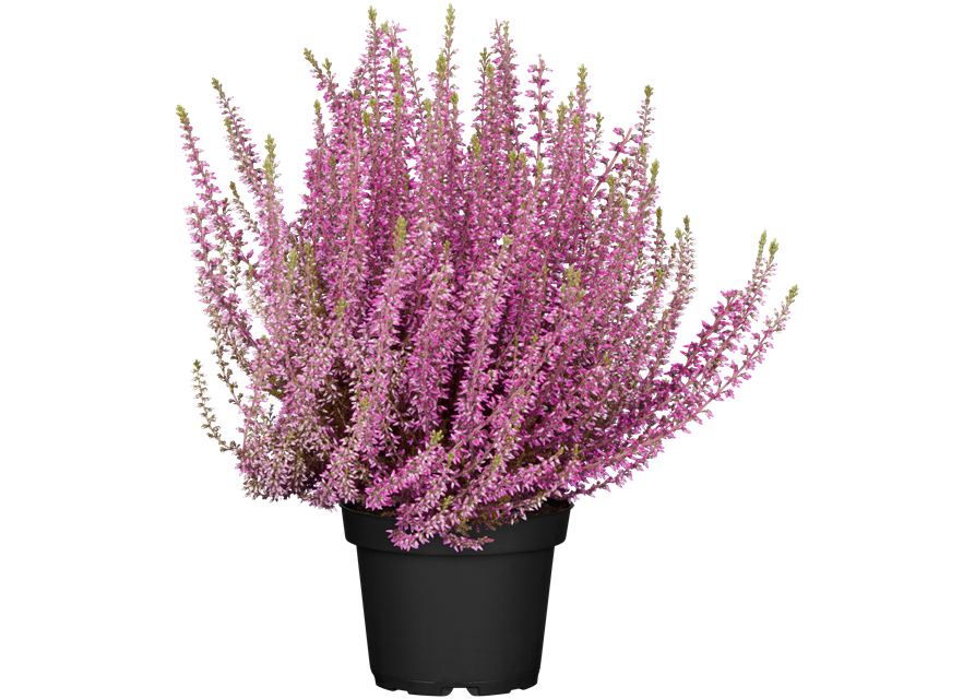 Calluna vulgaris Gardengirls® rosa