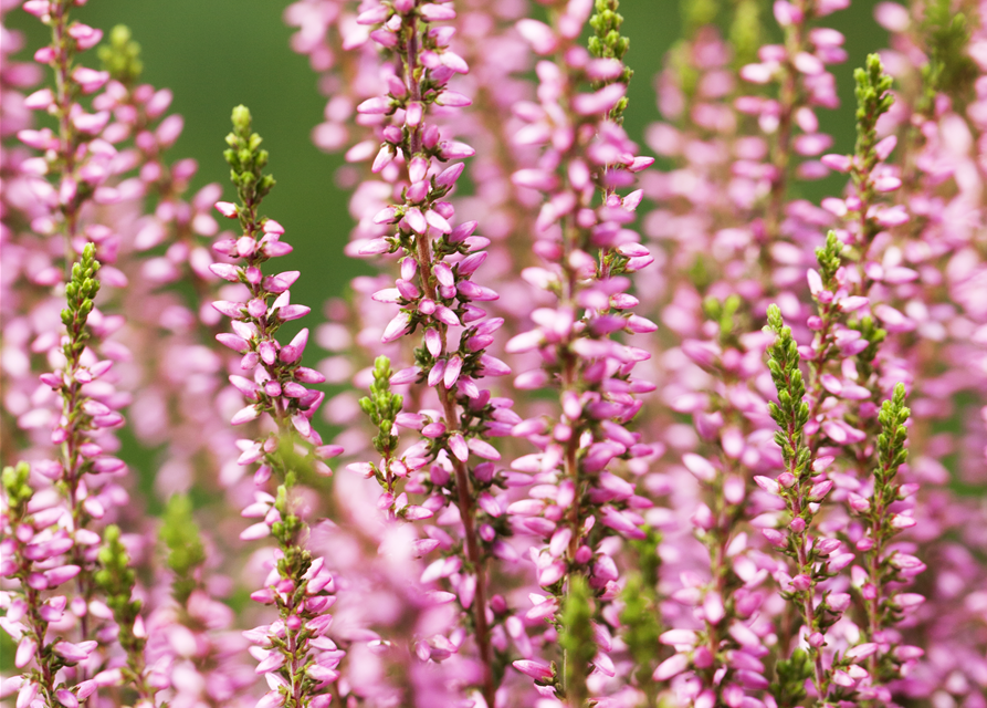 Calluna vulgaris Gardengirls® rosa