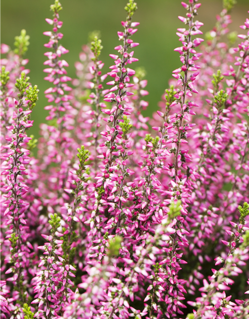 Calluna vulgaris Gardengirls® rosa