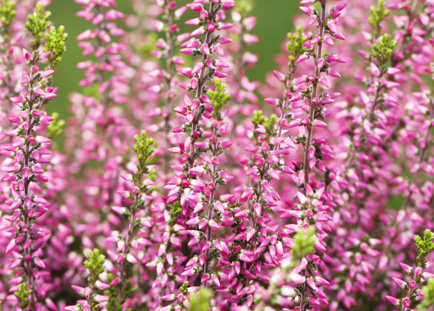 Calluna vulgaris Gardengirls® rosa