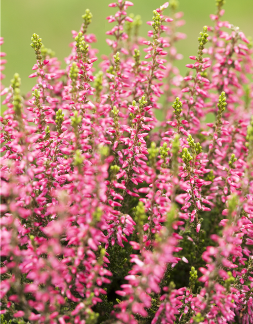 Calluna vulgaris Gardengirls® rosa