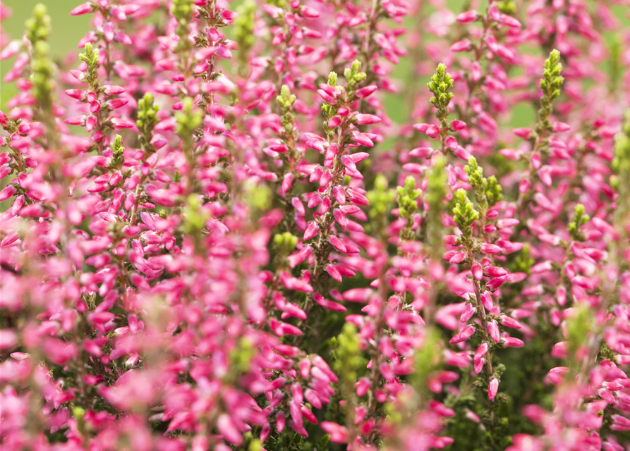 Calluna vulgaris Gardengirls® rosa