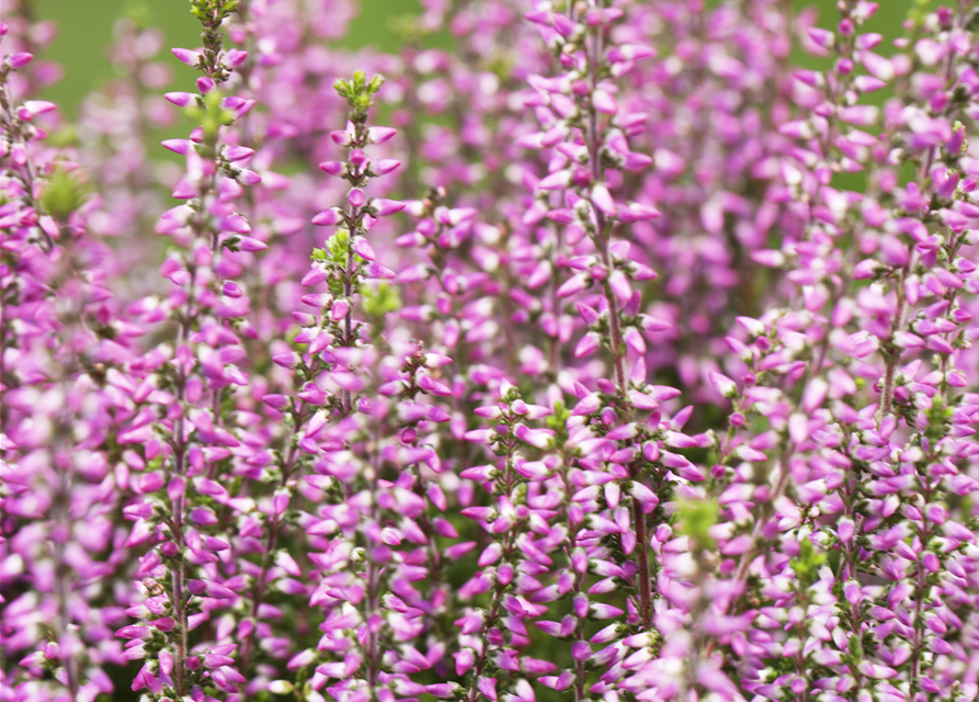 Calluna vulgaris Gardengirls® rosa