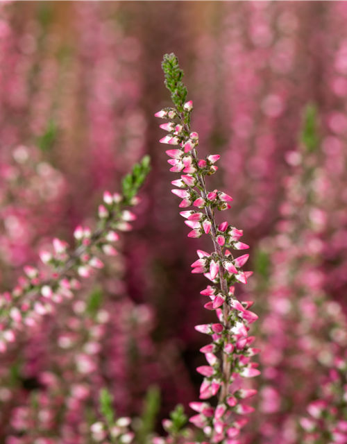 Calluna vulgaris Gardengirls® rosa