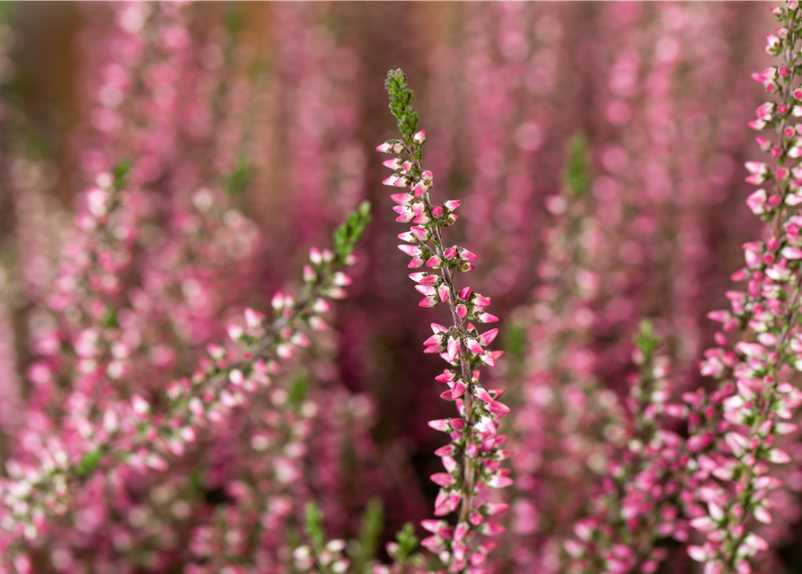 Calluna vulgaris Gardengirls® rosa