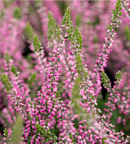 Calluna vulgaris Gardengirls® rosa