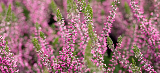 Calluna vulgaris Gardengirls® rosa