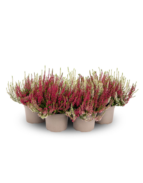 Calluna vulgaris Gardengirls® 'Twingirls'® rot-weiß