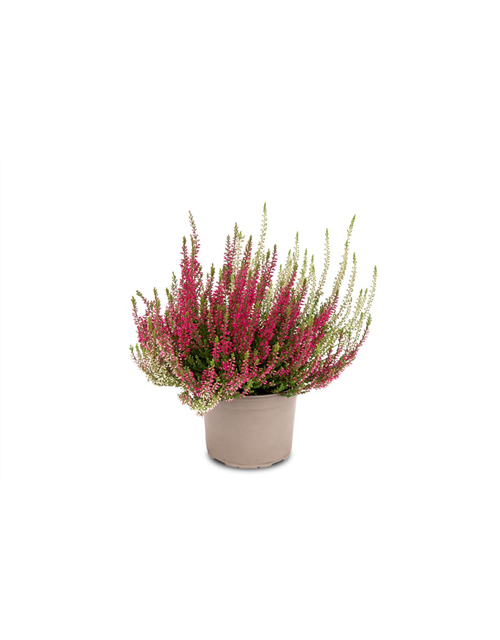 Calluna vulgaris Gardengirls® 'Twingirls'® rot-weiß