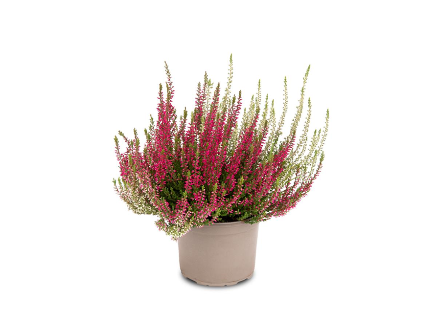 Calluna vulgaris Gardengirls® 'Twingirls'® rot-weiß