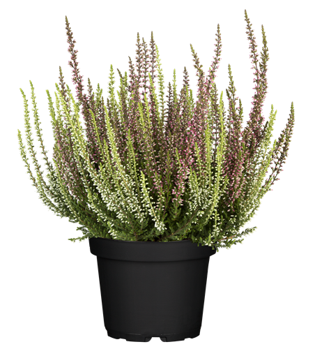 Calluna vulgaris Gardengirls® 'Twingirls'® rot-weiß