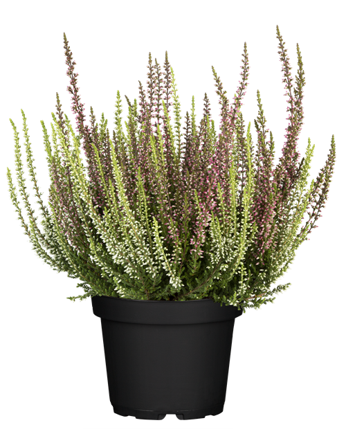 Calluna vulgaris Gardengirls® 'Twingirls'® rot-weiß