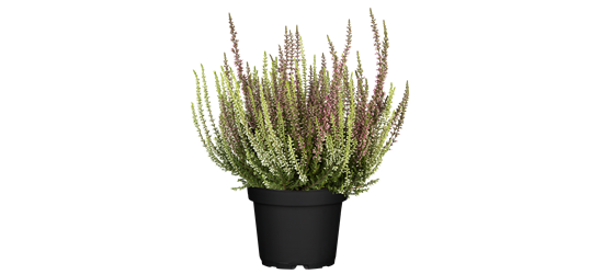 Calluna vulgaris Gardengirls® 'Twingirls'® rot-weiß