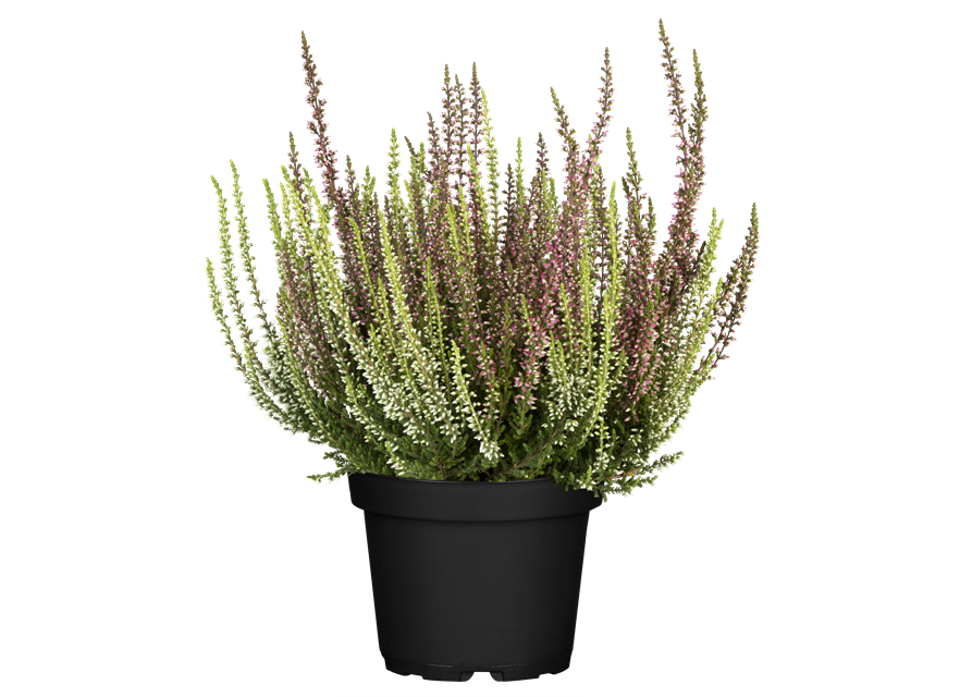 Calluna vulgaris Gardengirls® 'Twingirls'® rot-weiß