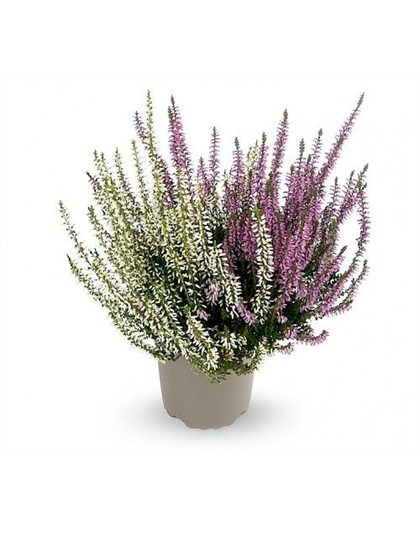 Calluna vulgaris Gardengirls® 'Twingirls'® lila-weiß