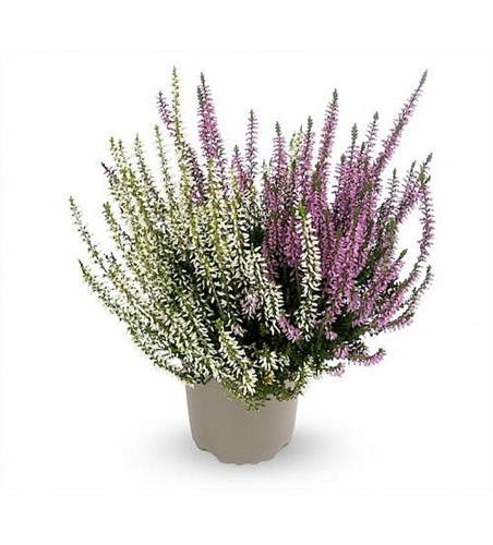 Calluna vulgaris Gardengirls® 'Twingirls'® lila-weiß