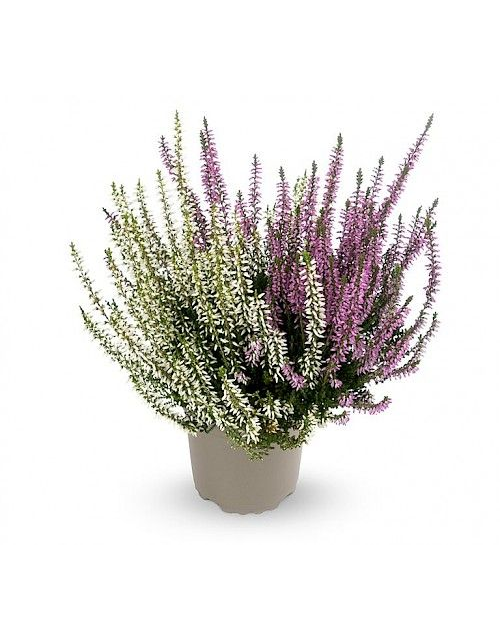 Calluna vulgaris Gardengirls® 'Twingirls'® lila-weiß