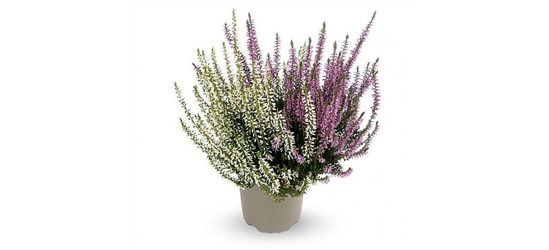 Calluna vulgaris Gardengirls® 'Twingirls'® lila-weiß