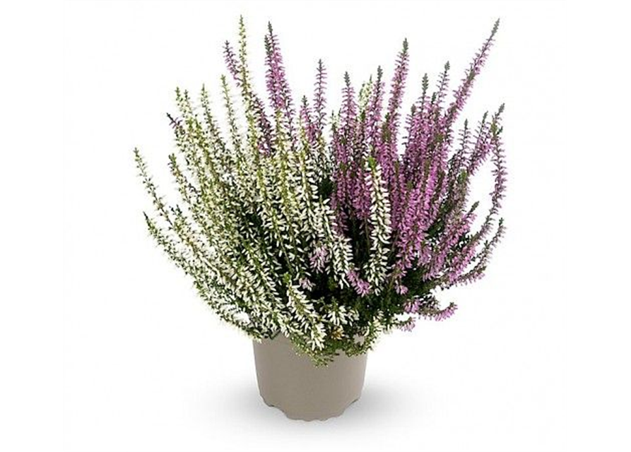 Calluna vulgaris Gardengirls® 'Twingirls'® lila-weiß