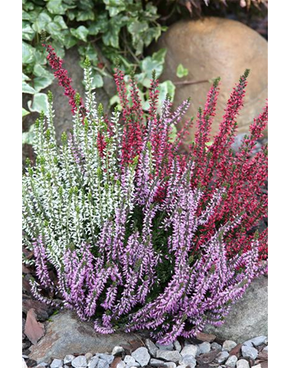 Calluna vulgaris Gardengirls® 'Trio Girls'® rot-weiß-lila