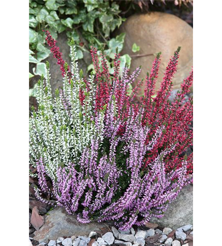 Calluna vulgaris Gardengirls® 'Trio Girls'® rot-weiß-lila