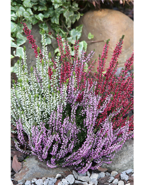 Calluna vulgaris Gardengirls® 'Trio Girls'® rot-weiß-lila