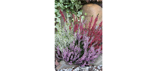 Calluna vulgaris Gardengirls® 'Trio Girls'® rot-weiß-lila