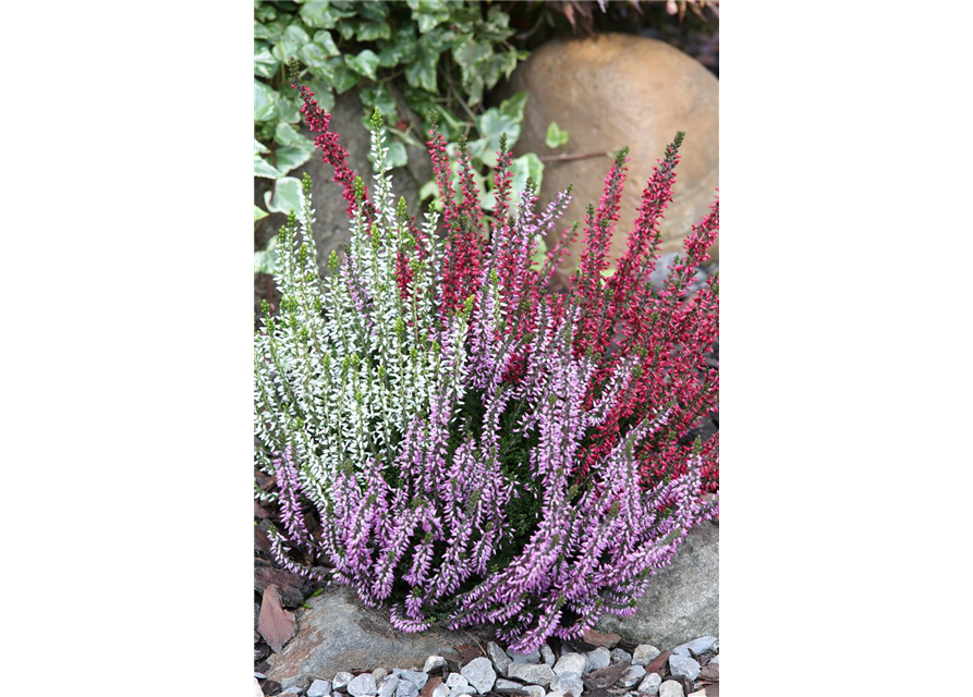 Calluna vulgaris Gardengirls® 'Trio Girls'® rot-weiß-lila