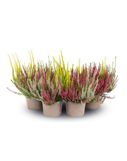 Calluna vulgaris Gardengirls® 'Trio-Girls'® rot-weiß-gelb