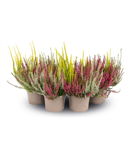 Calluna vulgaris Gardengirls® 'Trio-Girls'® rot-weiß-gelb