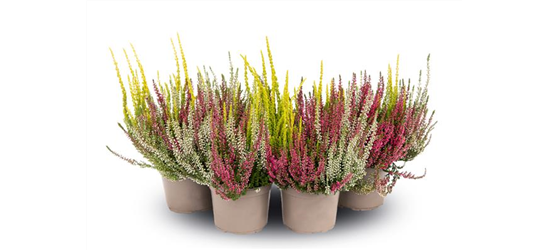 Calluna vulgaris Gardengirls® 'Trio-Girls'® rot-weiß-gelb