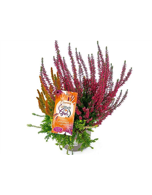 Calluna vulgaris Gardengirls® Up Down Girls® Burning