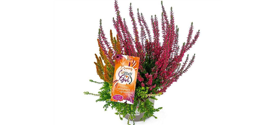 Calluna vulgaris Gardengirls® Up Down Girls® Burning