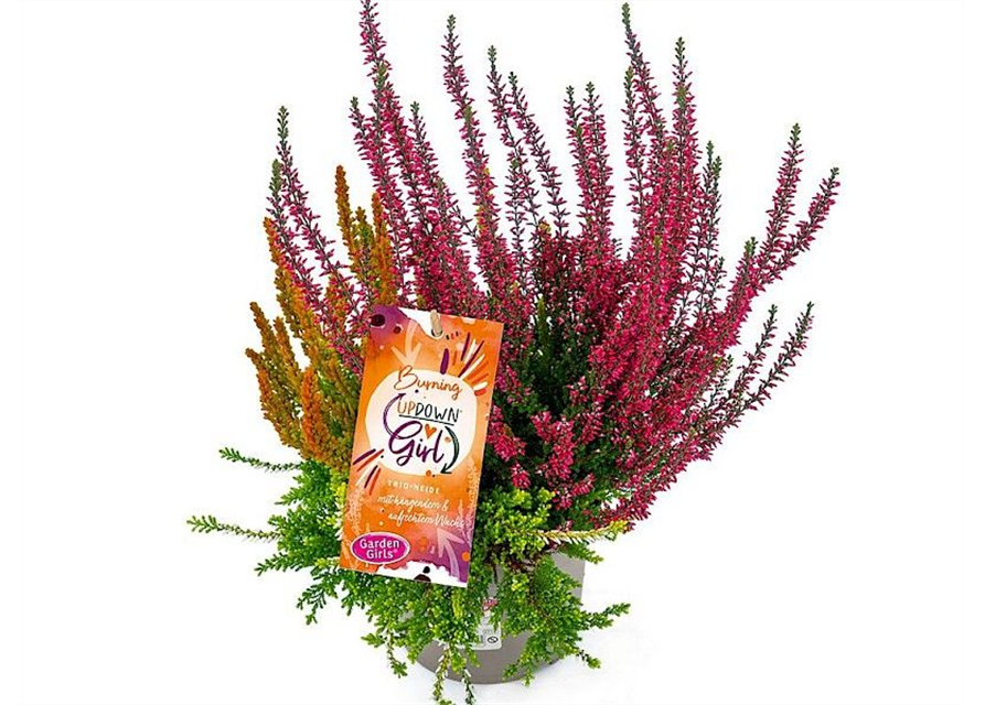 Calluna vulgaris Gardengirls® Up Down Girls® Burning